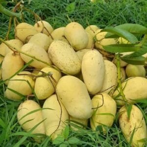 আম-৩ কেজি